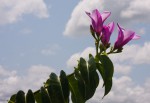 Cryptostegia grandiflora