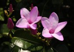 Cryptostegia grandiflora