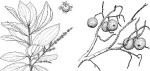 Anisophyllea boehmii