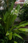 Crinum asiaticum var. pedunculatum