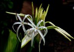 Crinum asiaticum var. pedunculatum