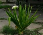 Crinum asiaticum var. pedunculatum
