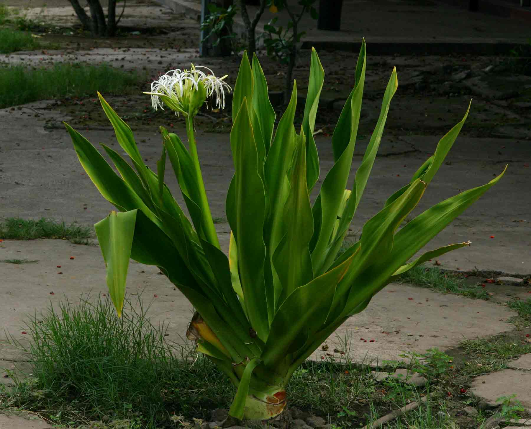 Crinum asiaticum var. pedunculatum