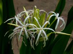 Crinum asiaticum var. pedunculatum