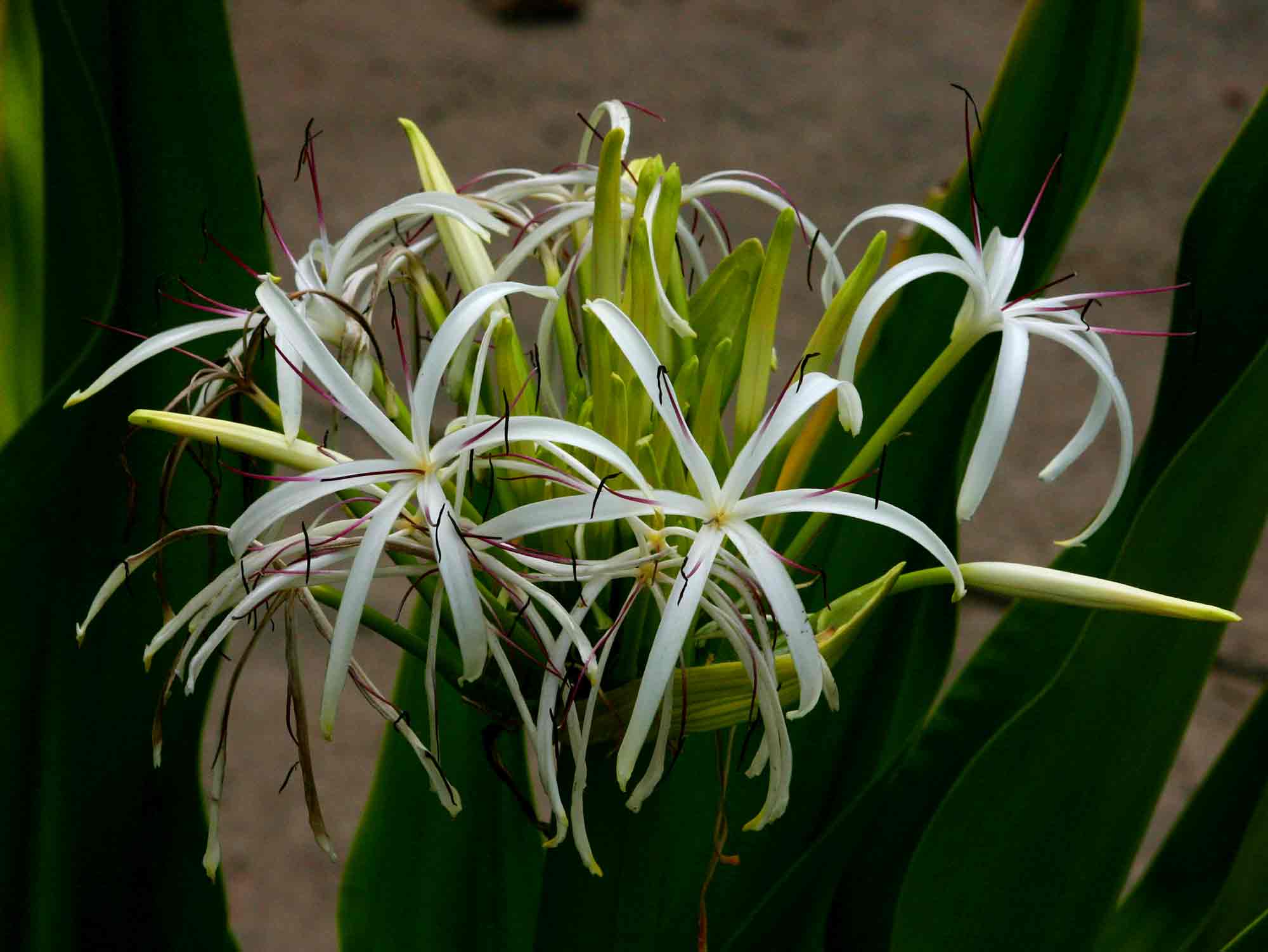 Crinum asiaticum var. pedunculatum