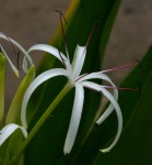 Crinum asiaticum var. pedunculatum