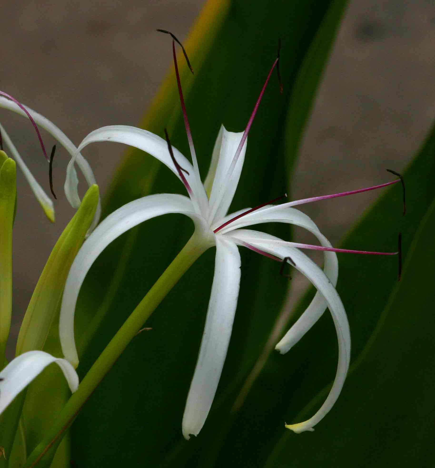 Crinum asiaticum var. pedunculatum