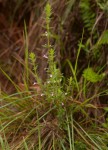 Micromeria imbricata var. rhodesiaca