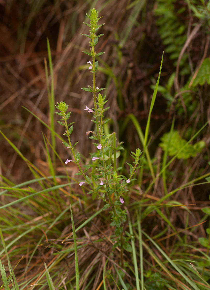 Micromeria imbricata var. rhodesiaca