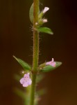 Micromeria imbricata var. rhodesiaca
