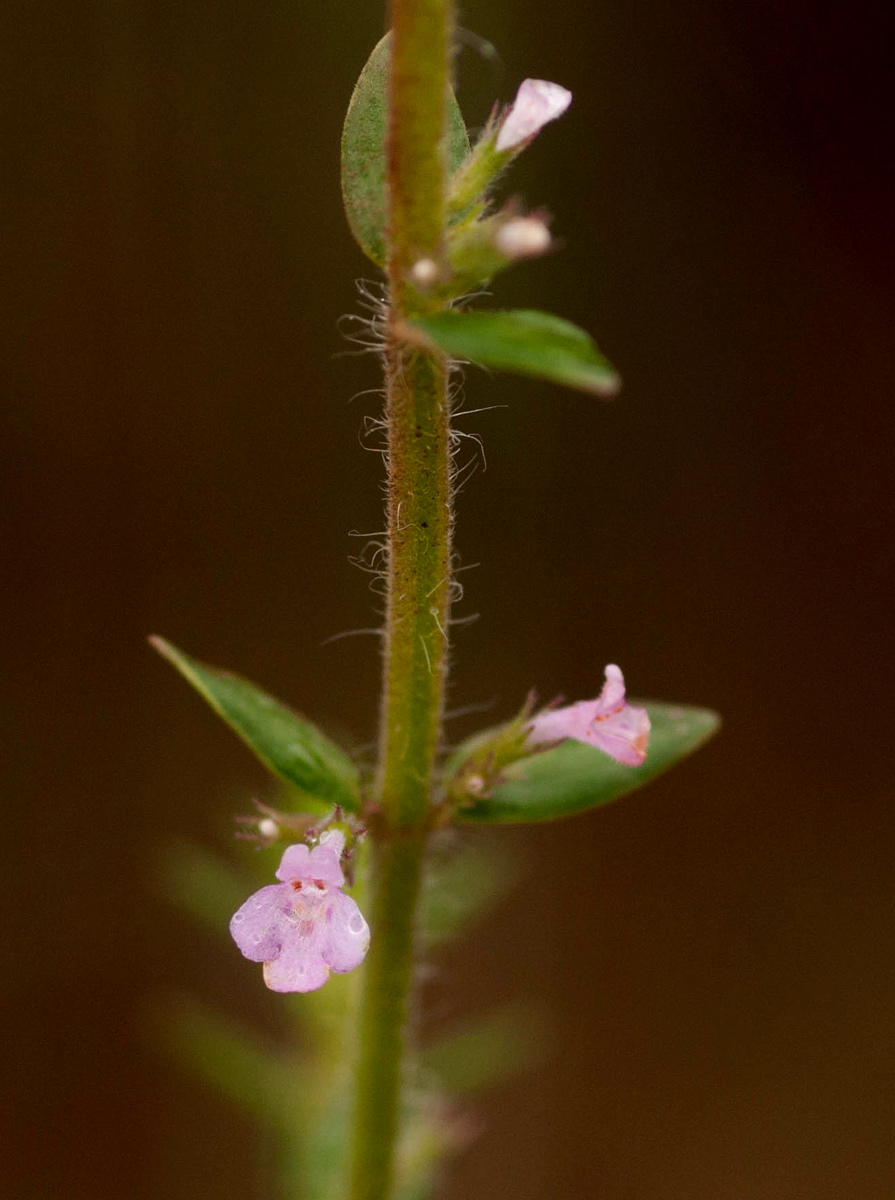 Micromeria imbricata var. rhodesiaca