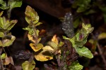 Clinopodium uhligii var. obtusifolium