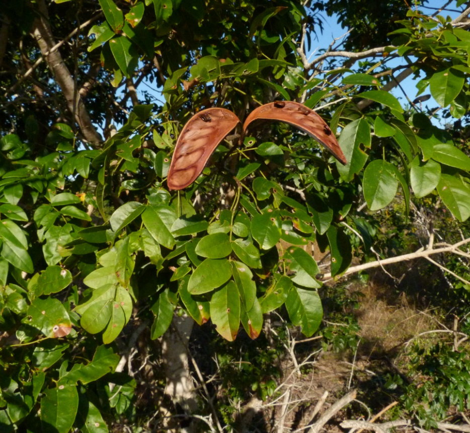 Xylia mendoncae