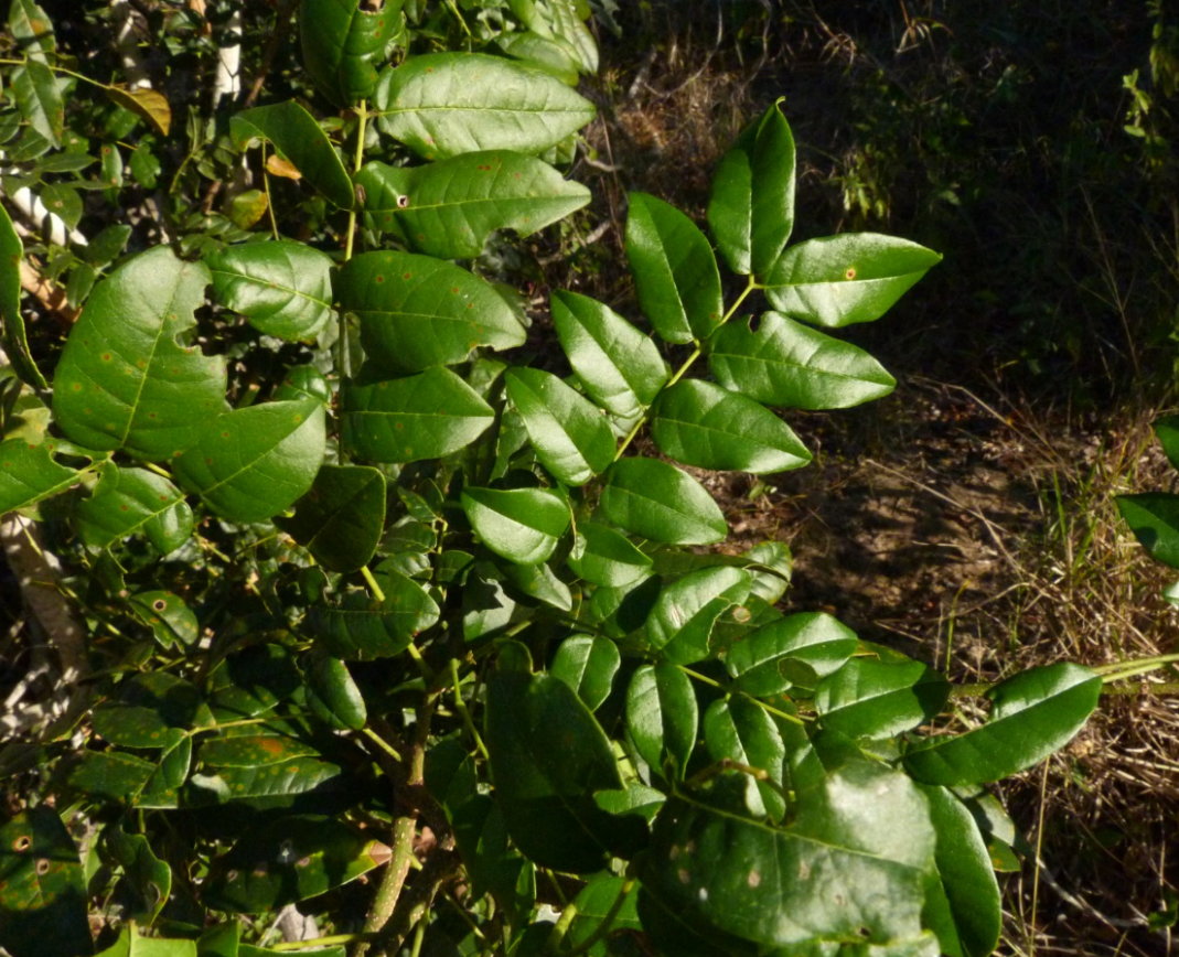 Xylia mendoncae