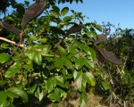 Xylia mendoncae
