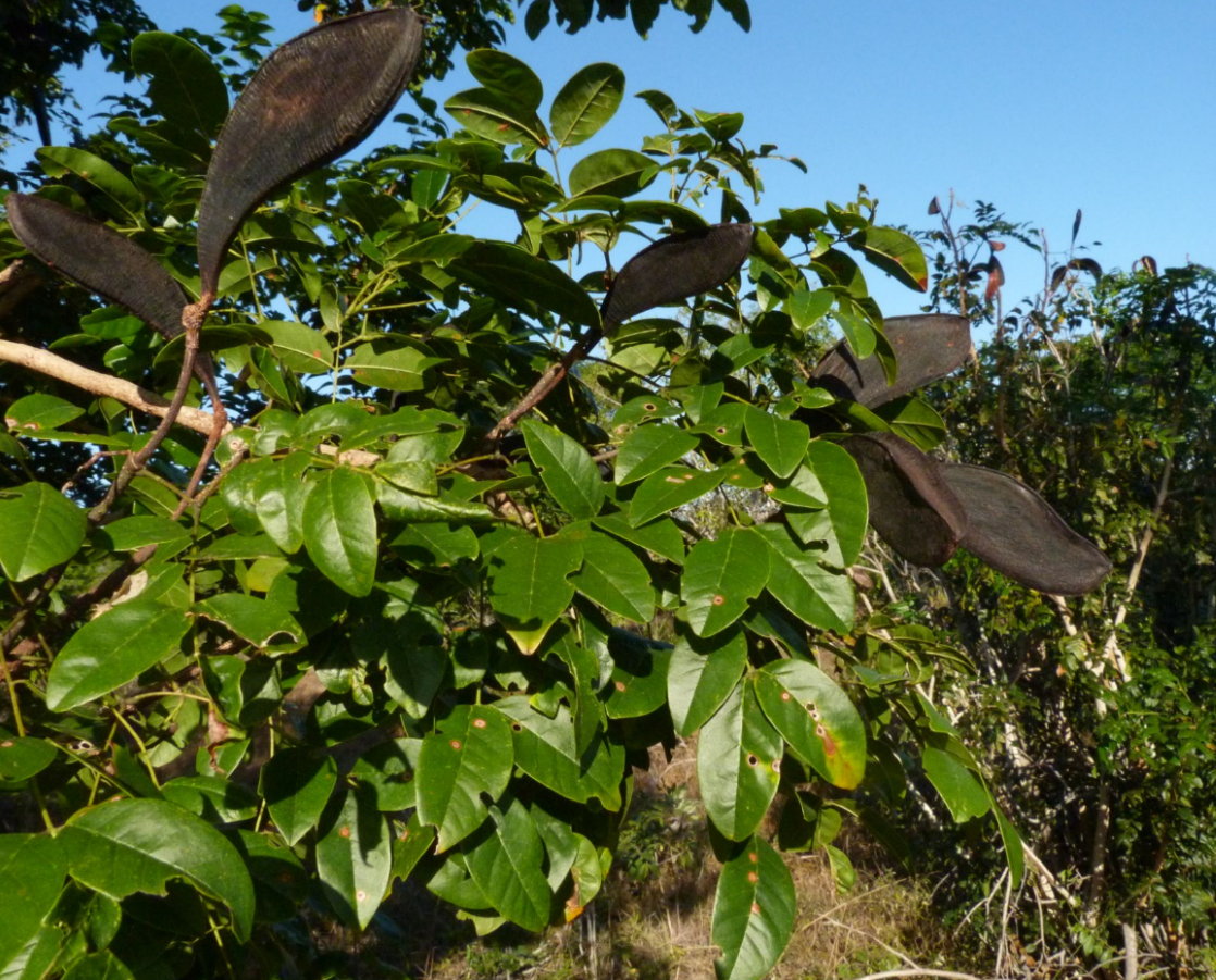 Xylia mendoncae