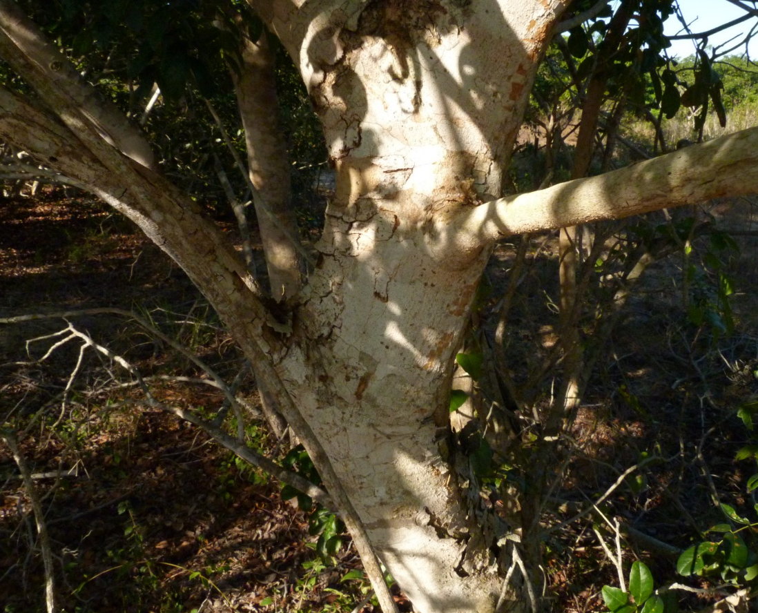 Xylia mendoncae