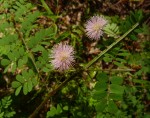 Mimosa busseana