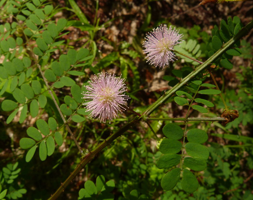 Mimosa busseana