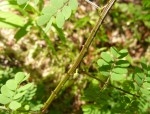 Mimosa busseana