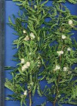 Acacia kraussiana