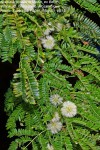 Acacia kraussiana