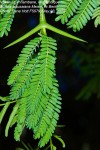 Acacia kraussiana