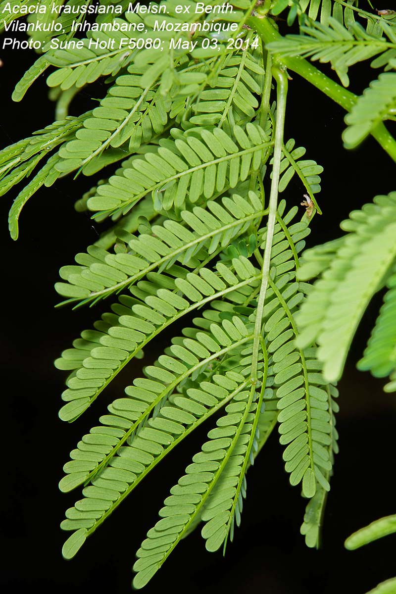 Acacia kraussiana