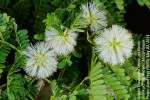 Acacia kraussiana