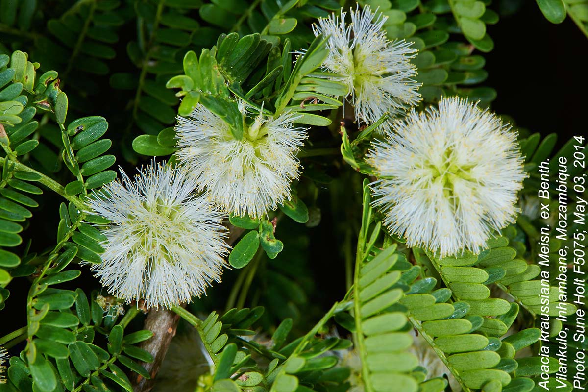 Acacia kraussiana