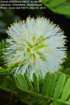 Acacia kraussiana