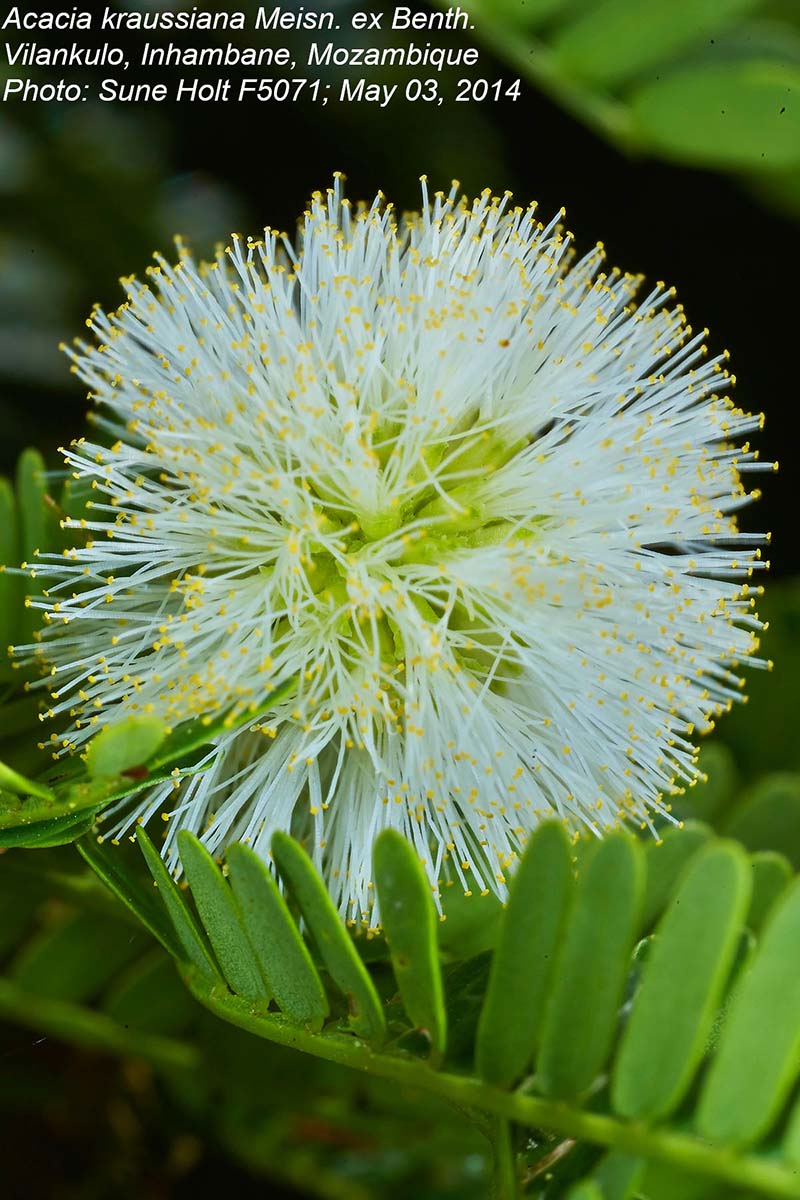Acacia kraussiana