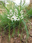 Kabuyea hostifolia