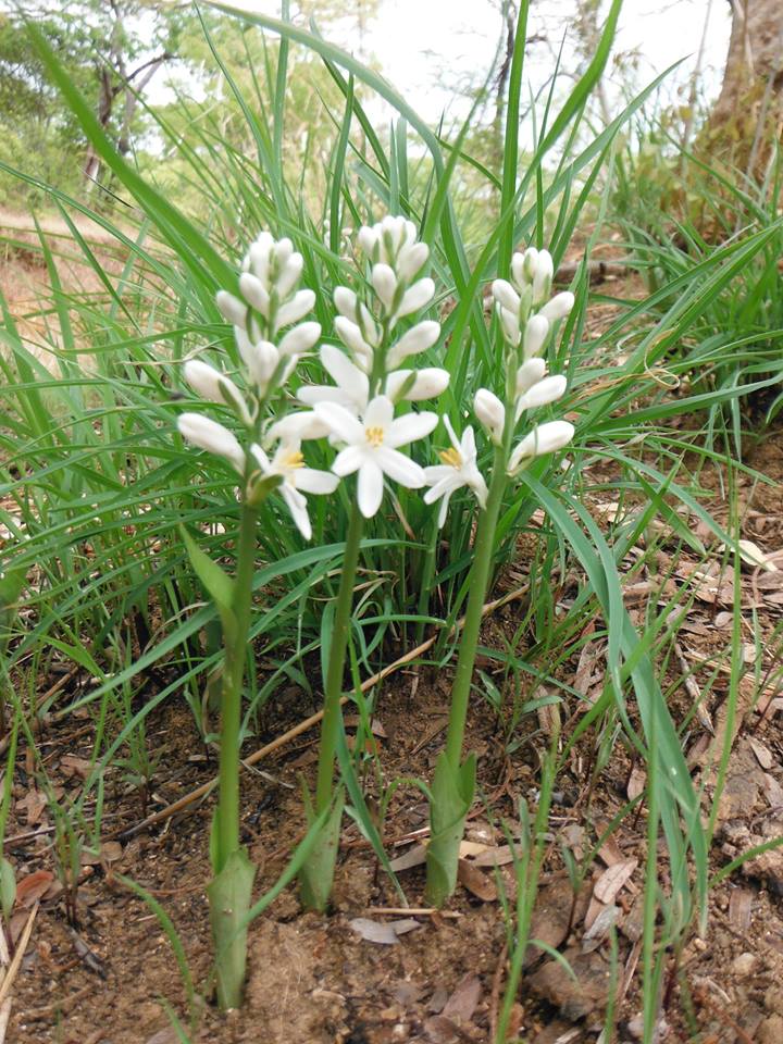 Kabuyea hostifolia