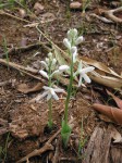 Kabuyea hostifolia