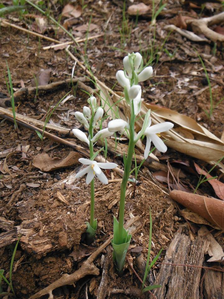 Kabuyea hostifolia