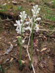 Kabuyea hostifolia