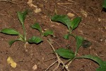 Kabuyea hostifolia