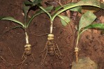 Kabuyea hostifolia