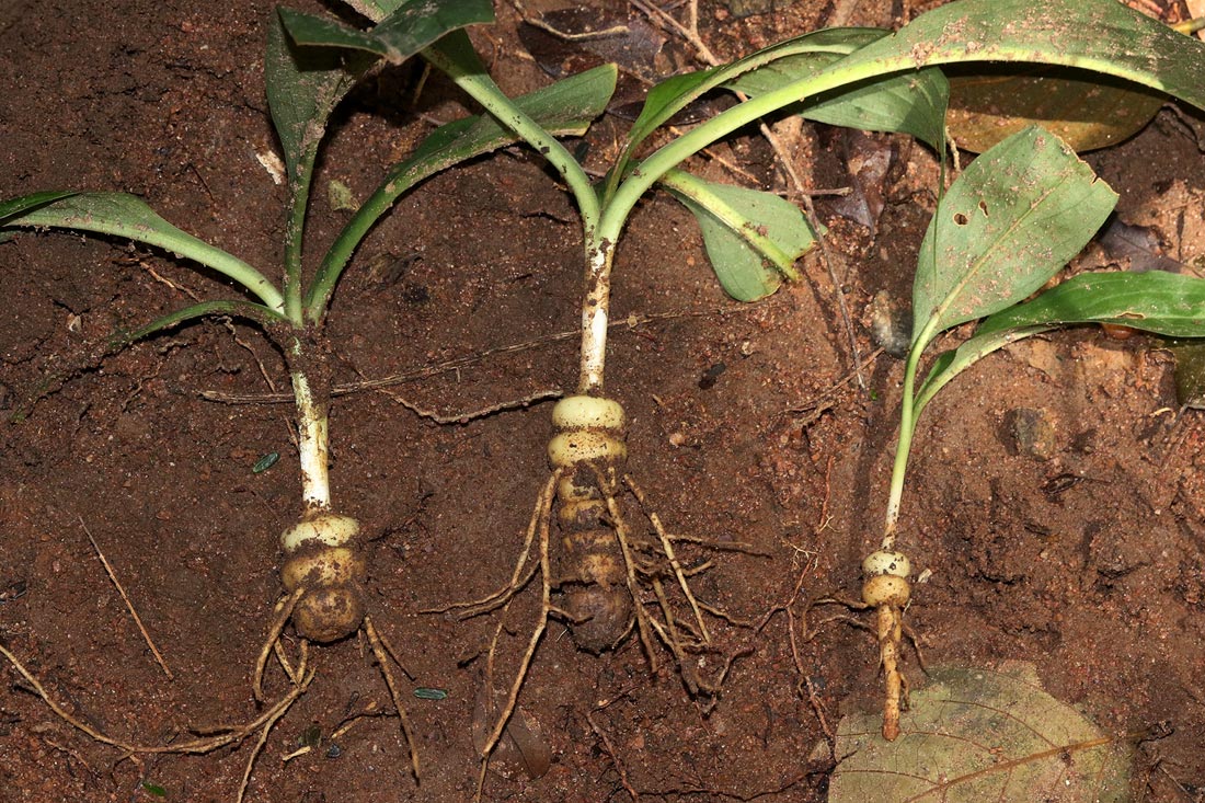 Kabuyea hostifolia