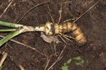 Kabuyea hostifolia