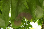 Platycerium elephantotis