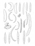 Acacia seyal var. fistula