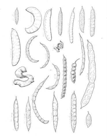 Acacia seyal var. fistula