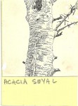 Acacia seyal var. fistula