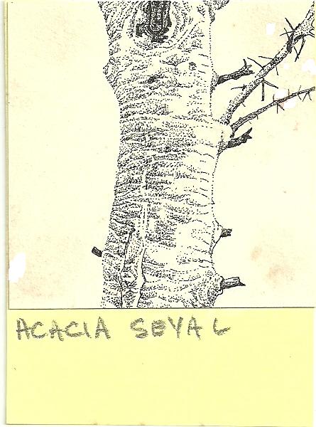 Acacia seyal var. fistula