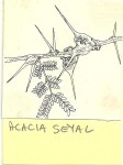 Acacia seyal var. fistula