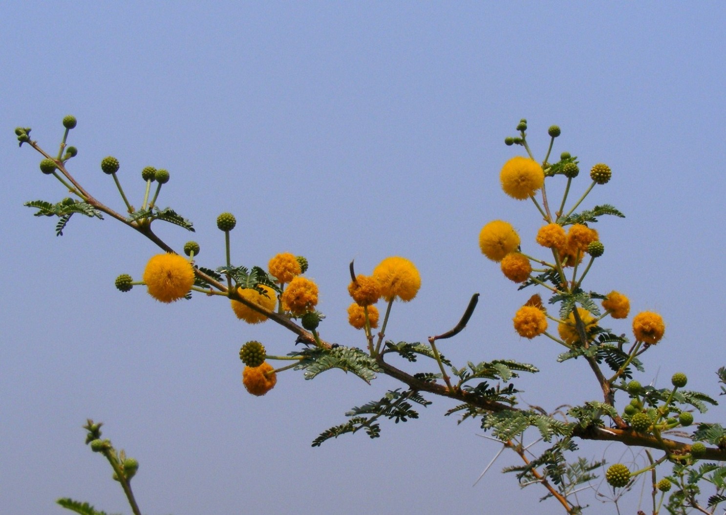 Acacia seyal var. fistula