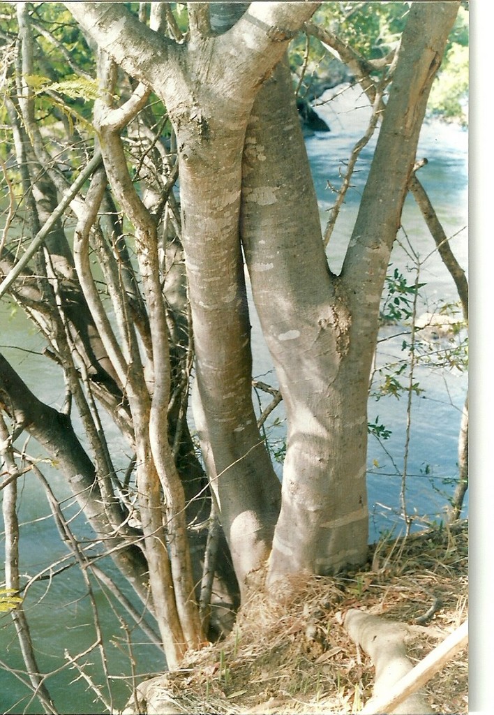 Albizia isenbergiana