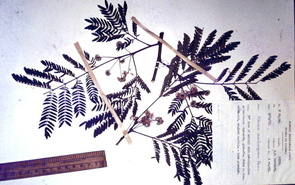 Albizia isenbergiana